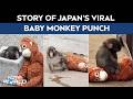 Punch Monkey Story Of Japan S Viral Baby Monkey Punch