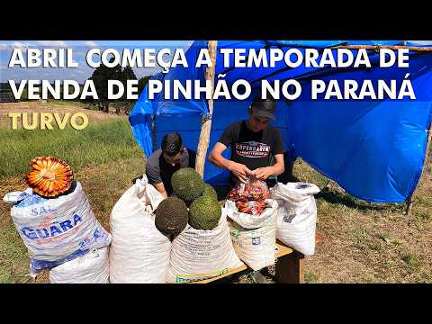 ABRIL COMEÇA A TEMPORADA DE COMÉRCIO DE PINHÃO NO PARANÁ
