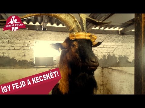 férgekkel való koplalás bőr paraziták emberekben képek