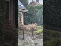 ZIEN: ontsnapte serval na een nachtelijk avontuur in Kudelstaart gevangen.