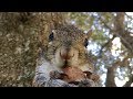 Seymour Goes Nuts For A Pecan