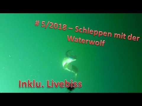 #5/2018 - Schleppen mit Waterwolf und einen Livebiss
