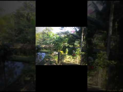 SAUNG TUMARITIS CIPAYUNG Megamendung Bogor LT 8698m2