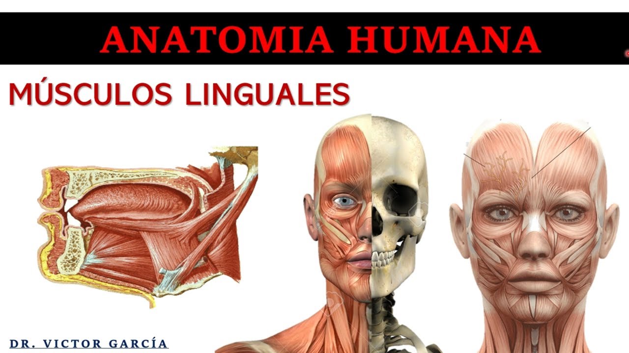 Músculos Linguales - Anatomía Humana en Odontología
