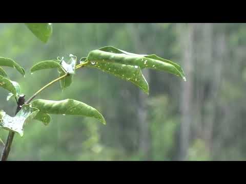 Sonido de Lluvia Relajante - Sin truenos y un poco Intensa - Ideal para Dormir - 10 Horas