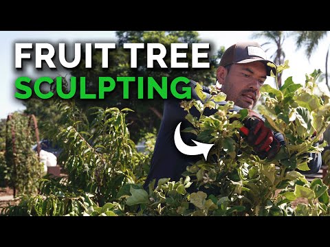 Why I'm pruning my fruit trees at the "wrong" time...
