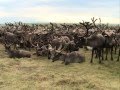День оленя в Канинской тундре 