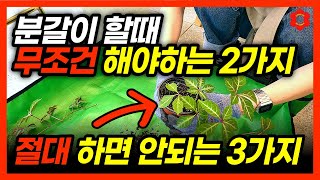 ※ 분갈이에 자신 있으면 보지마세요 ※ㅣ식물로 먹고사는 식물 전문가의 분갈이 잘하는 비밀, 분갈이 할때 절대…