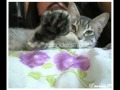 Kitten & The Hip - Don't Touch The Kitten ...