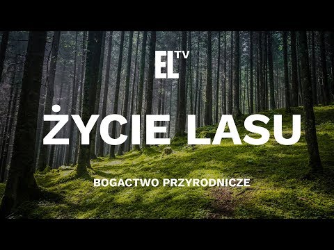 Życie lasu – bogactwo przyrodnicze