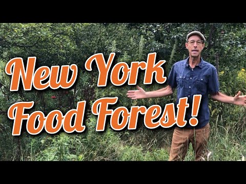 NEW YORK FOOD FOREST W/ MICHAEL JUDD