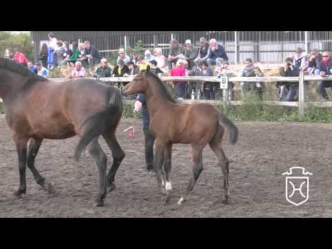 NF095 Hengstfohlen von Casall   Diamant de Semilly   Acobat II Apple Geräte HD Höchste Qualität