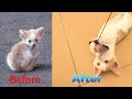 Tiny Kitten Before And After Rescue