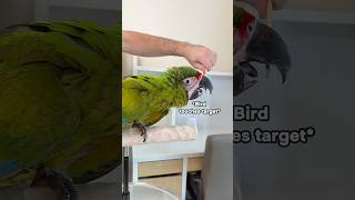 Target Training Great Green Macaw