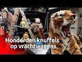 Honderden knuffels op vrachtwagens