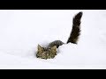 The Best Of Funny Cats Discovering And Playing In Snow NEW