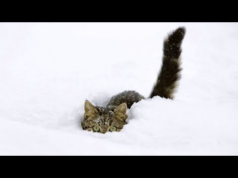 The Best Of Funny Cats Discovering and Playing in Snow [NEW]