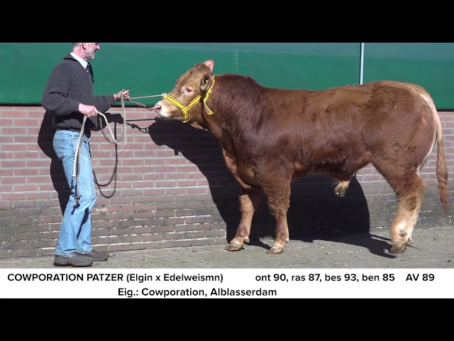 Limousin Cowporation Patzer NL681703069