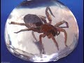SUPER TOUGH CRYSTAL CLEAR EPOXY RESIN -IMPACT RESISTANCE TEST OF MAX CLR A/B For Clear Casting