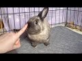 Bunny Kisses Cuddles