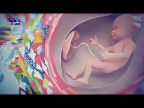Le développement du fœtus – Grossesse : comment évolue bébé ? – Laboratoire Gallia