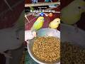 Budgies Breeding Food Tips Shorts Birds Budgies Food