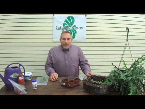 How To Propagate a Fish Bone Cactus -The Plant Farm®