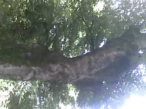 Закатальский лес