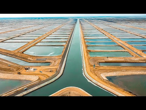 O MEGA PROJETO que vai transformar o Egito no maior produtor de peixes do mundo