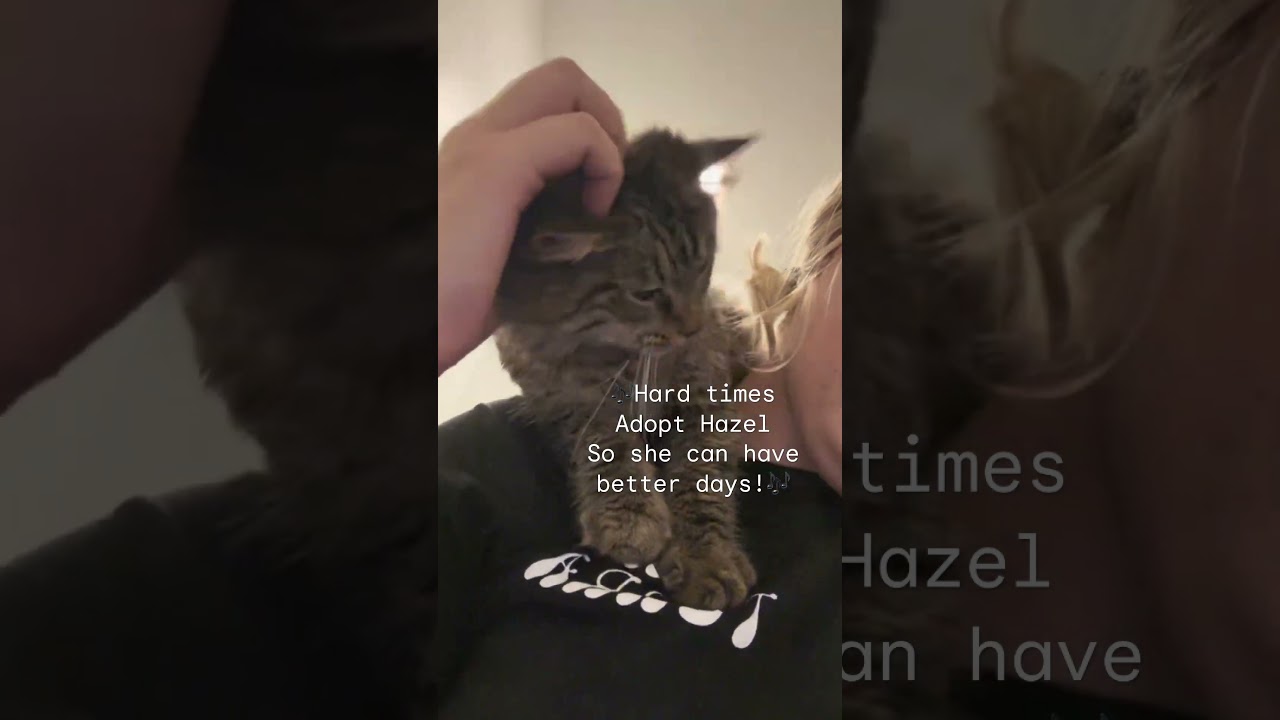 Enlarge Hazel (long hair bushy tail ) see video, a Adoptable mixed breed in Palm Coast, FL video 1/4