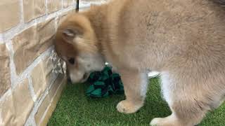 柴犬の動画01