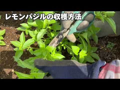 レモンバジル 植物