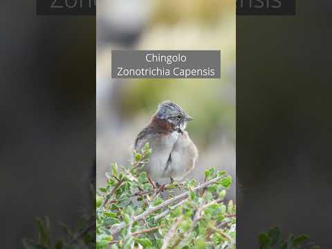 Parque Nacional Laguna Blanca, Neuquén 🇦🇷