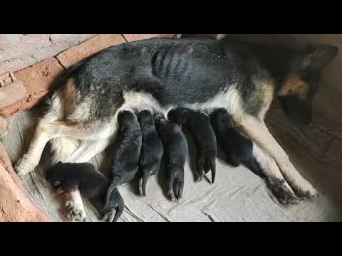 GSD pupps for sale