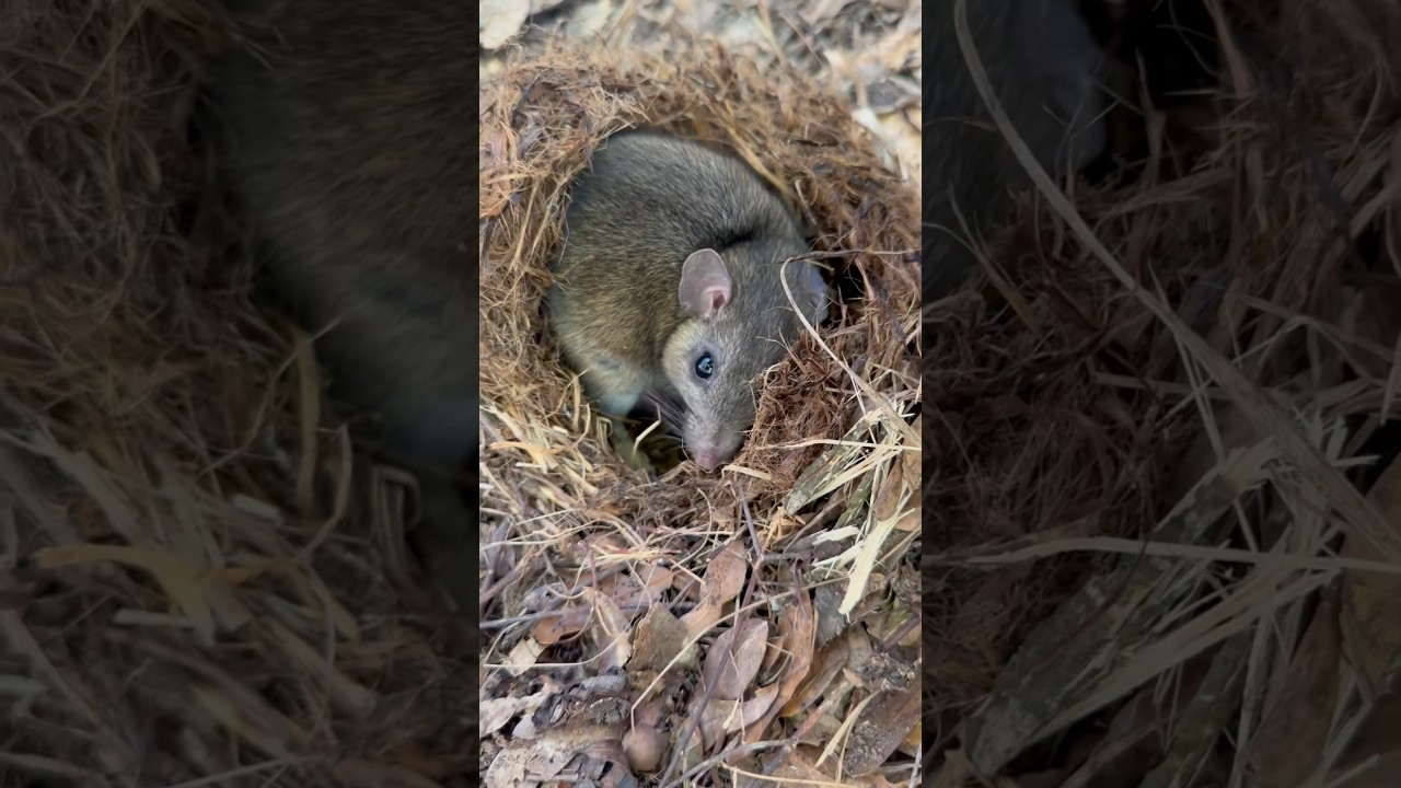 Huge Rat Jump Scare! #animals #nature