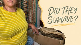 My Doll Delivery Arrived Crushed. Did They Survive