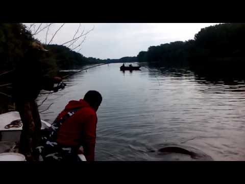 Herczegh János - Harcsa 2