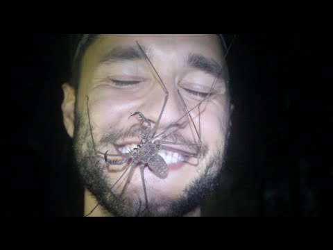 The insanely scary "Tailless Whip Scorpion" - Smarter Every Day 77