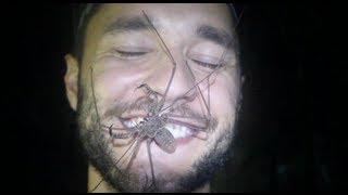 The insanely scary "Tailless Whip Scorpion" - Smarter Every Day 77