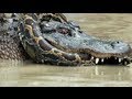 Python Vs Alligator 10 Real Fight Python Attacks Alligator