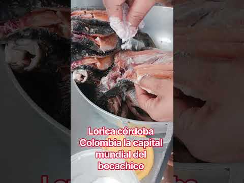 lorica córdoba la capital mundial del bocachico #seguidores