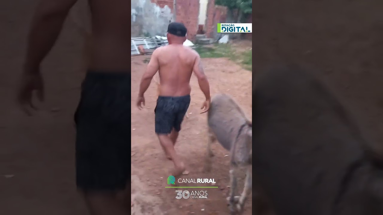 Jumentinha e cachorro  disputam atenção do dono