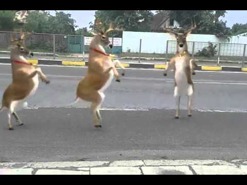 Renii de la Calugareni