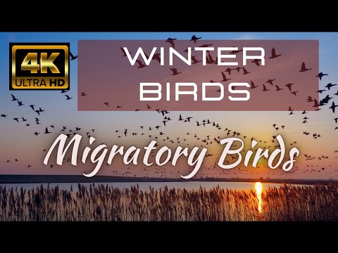 Winter Birds Migratory Birds 4K With Music