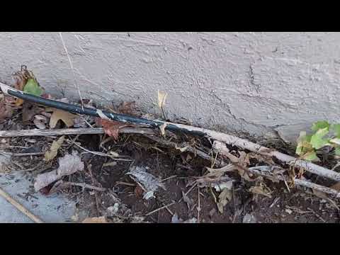 Big Ant Nest Located Underneath a Large Rock in Hightstown, NJ