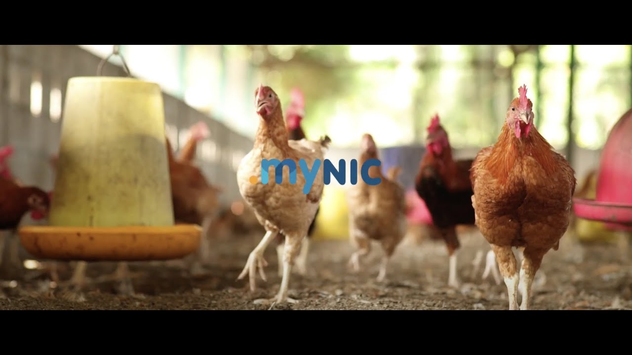 Program ANYCAST MYNIC — Transformasi Digital Usahawan Ternakan Ayam — MYNIC BERHAD
