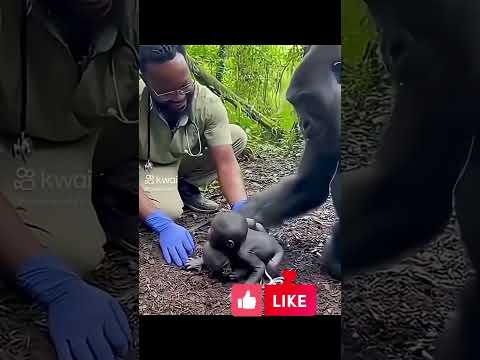 এখন প্রেমের সম্পর্কের ক্ষেত্রে সন্তানদের দায়িত্ব নেওয়া প্রয়োজন। #youtubeshorts #postmyvideoalgorithm