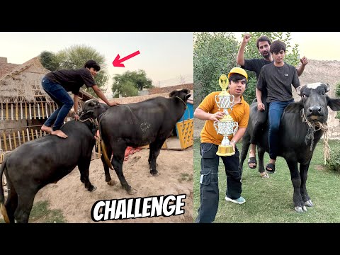 Buffalo Ride Challenge With Friends 😱 Who Win ?