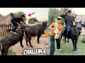 Buffalo Ride Challenge With Friends Who Win