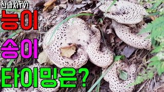 능이 버섯 송이 버섯 타이밍은? 언제가 좋을까! 초보자를 위한 타이밍 예상 산남자 산행 자연 건강 항암 약초